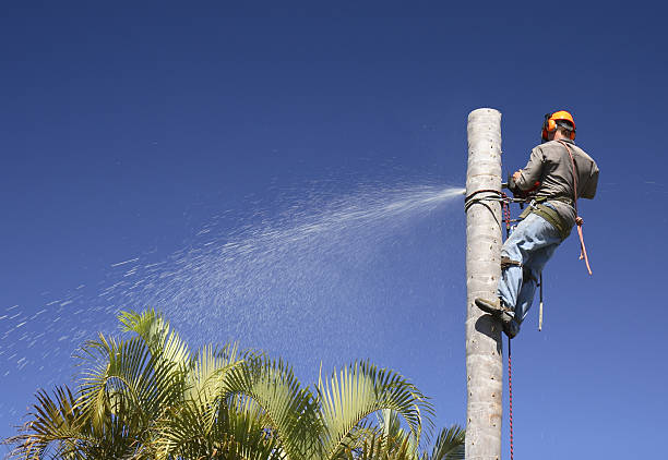 Professional Tree Removal Services in New Cordell, OK