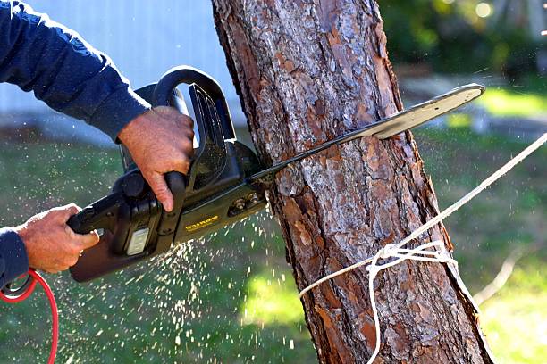 How Our Tree Care Process Works  in  New Cordell, OK